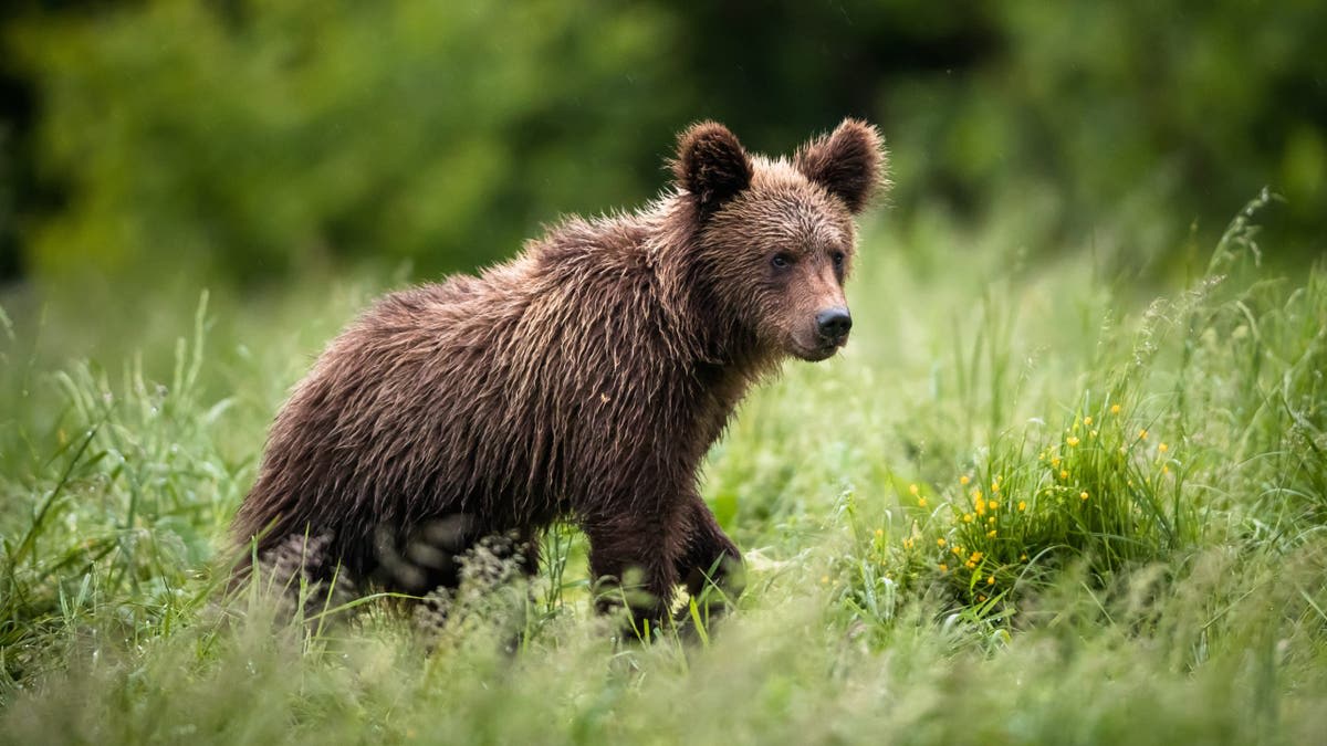 Bear Cubs Wrestle on Cabin Porch in Viral Video - Image 5