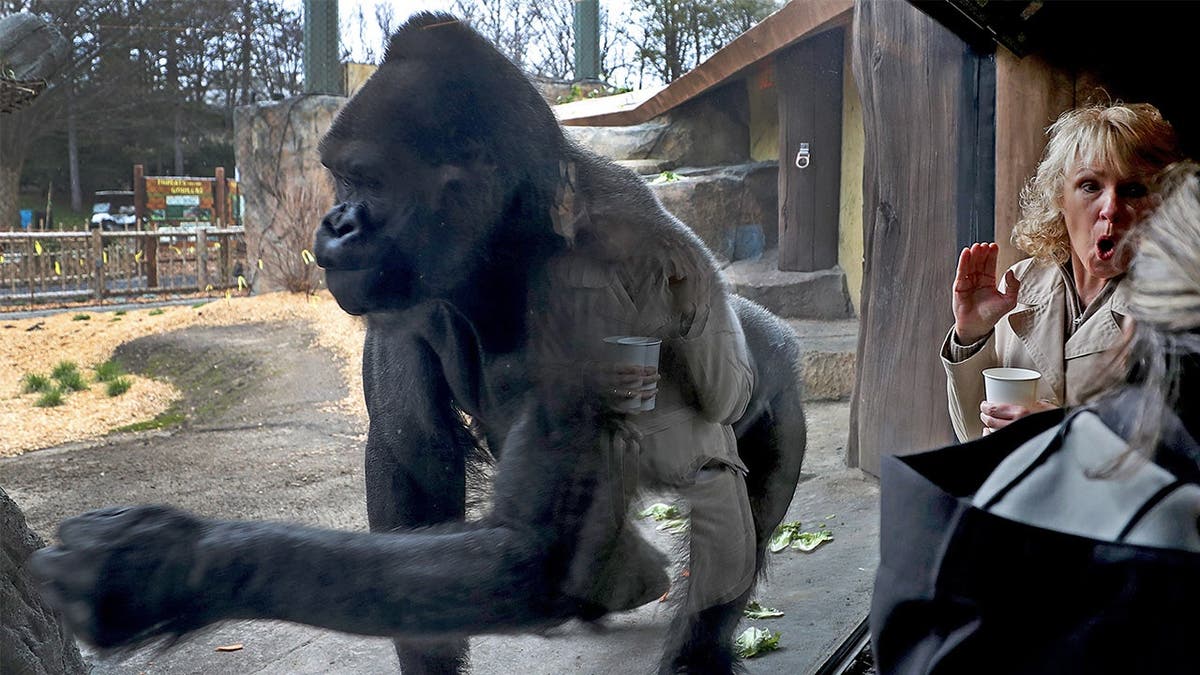Pittsburgh and Boston Zoos Swap Gorillas in Historic Trade - Image 5