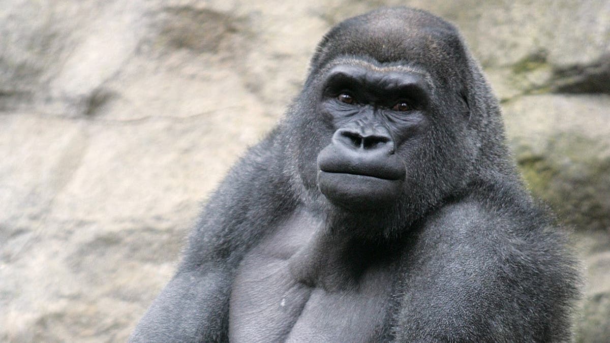 Pittsburgh and Boston Zoos Swap Gorillas in Historic Trade - Image 4
