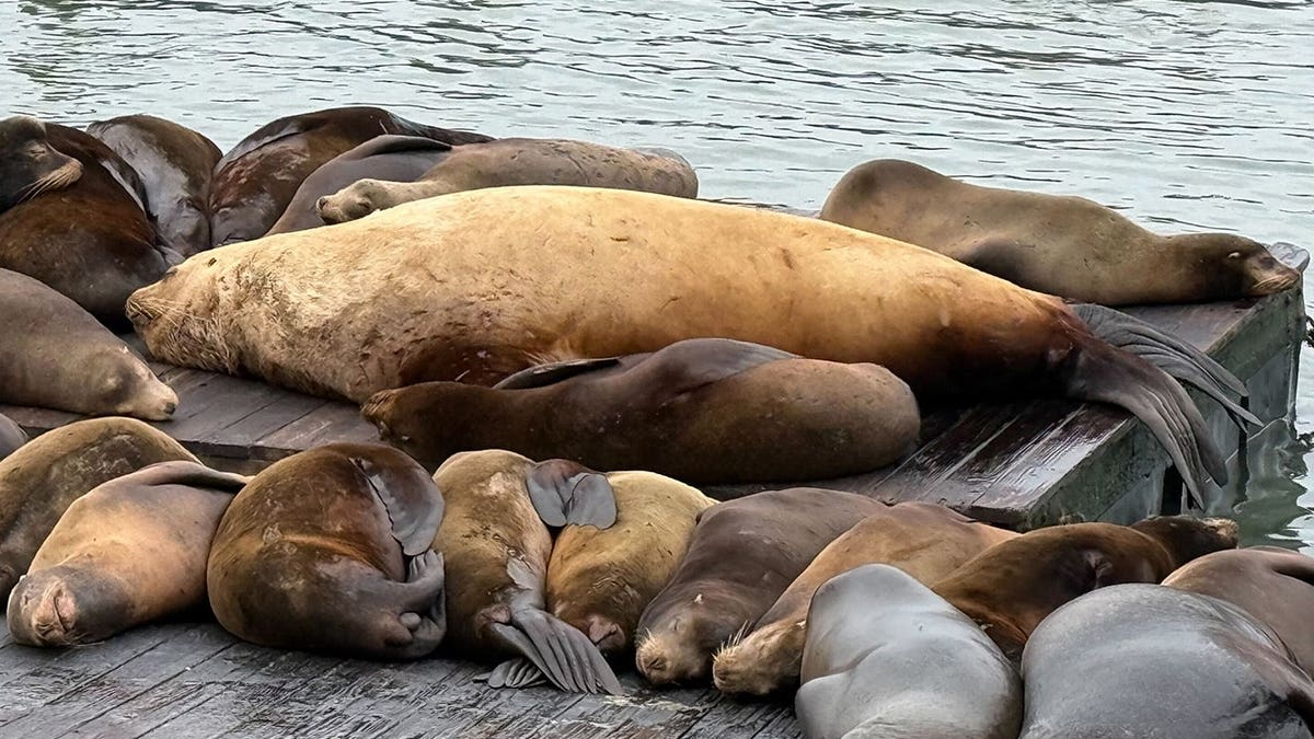 2,000-Pound Sea Lion 'Chonkers' Delights SF Tourists - Image 2