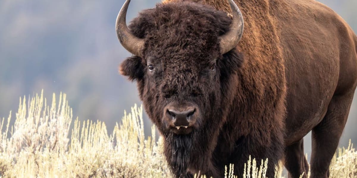 Yellowstone's Bison Rebound From 25 to 5,000 in 100 Years - Image 2