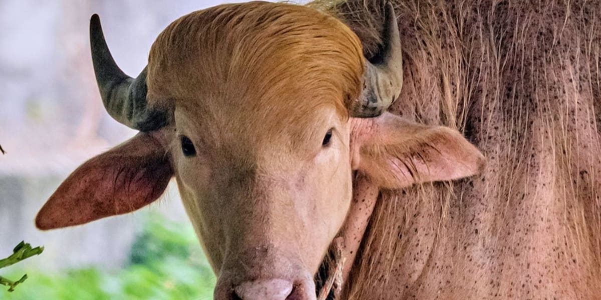 Rare Albino Buffalo Saved From Slaughter Becomes Zoo Star - Image 2