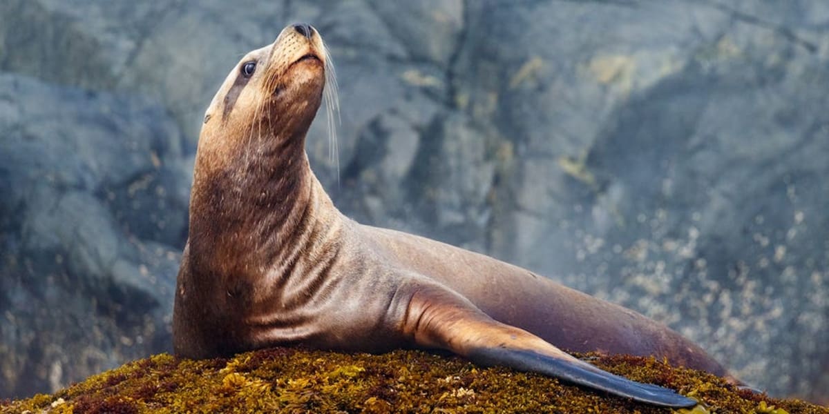 Sea Lion Outsmarts Fisherman, Steals First Tuna Catch - Image 2