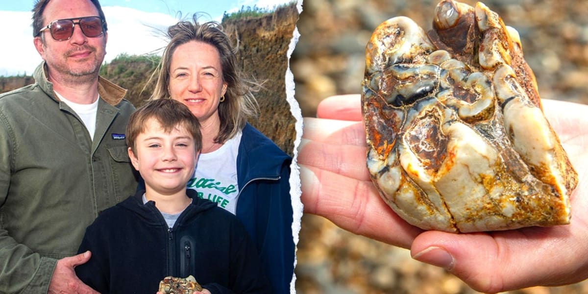11-Year-Old Finds 1.8 Million-Year-Old Elephant Tooth - Image 2
