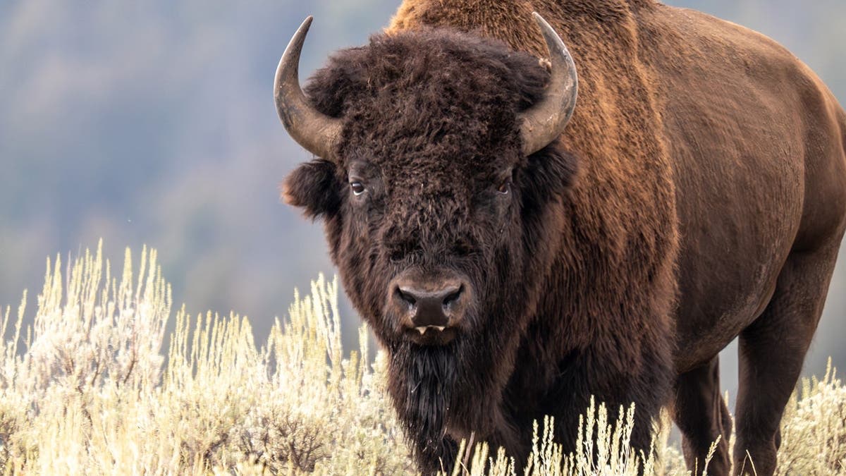 Yellowstone's Bison Rebound From 25 to 5,000 in 100 Years - Image 4