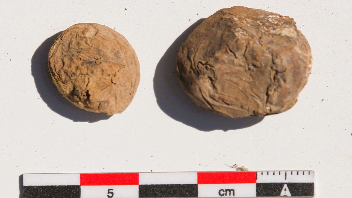 500-Year-Old Freeze-Dried Potatoes Found in Perfect Shape - Image 4