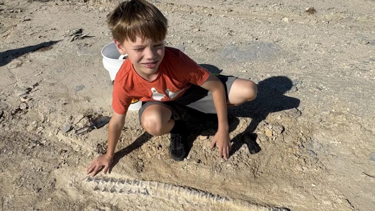 11-Year-Old Finds 85-Million-Year-Old Sea Monster in Kansas - Image 3