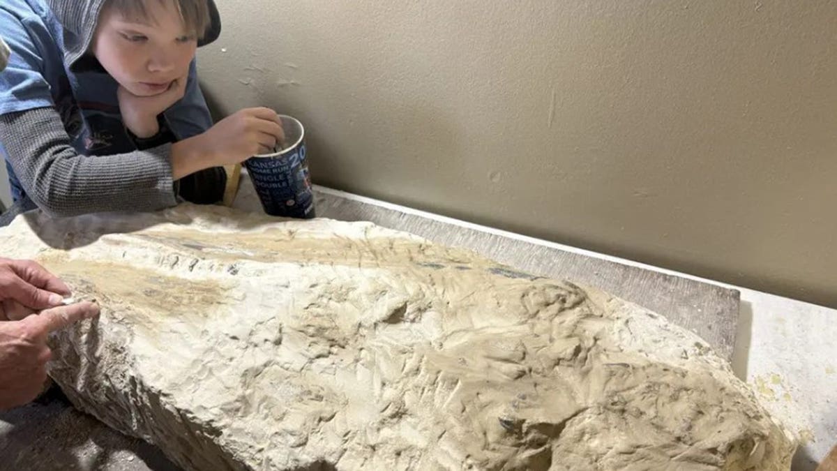 11-Year-Old Finds 85-Million-Year-Old Sea Monster in Kansas - Image 4
