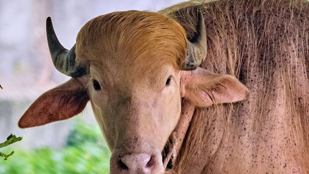 Rare Albino Buffalo Saved From Slaughter Becomes Zoo Star - Image 4