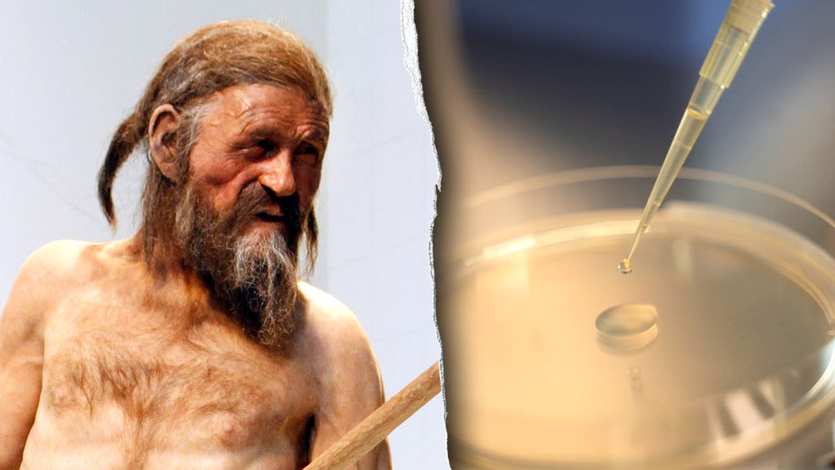 5,300-Year-Old Mummy Still Hosts Living Microbes - Image 4