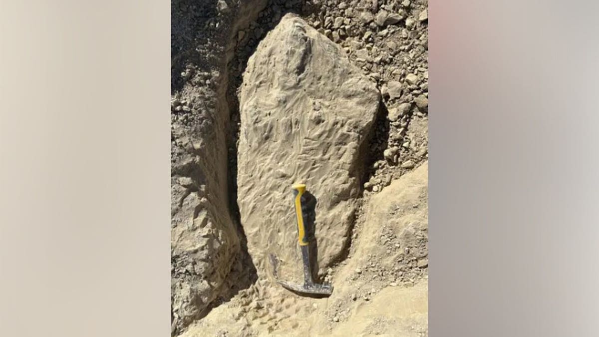 11-Year-Old Finds 85-Million-Year-Old Sea Monster in Kansas - Image 5