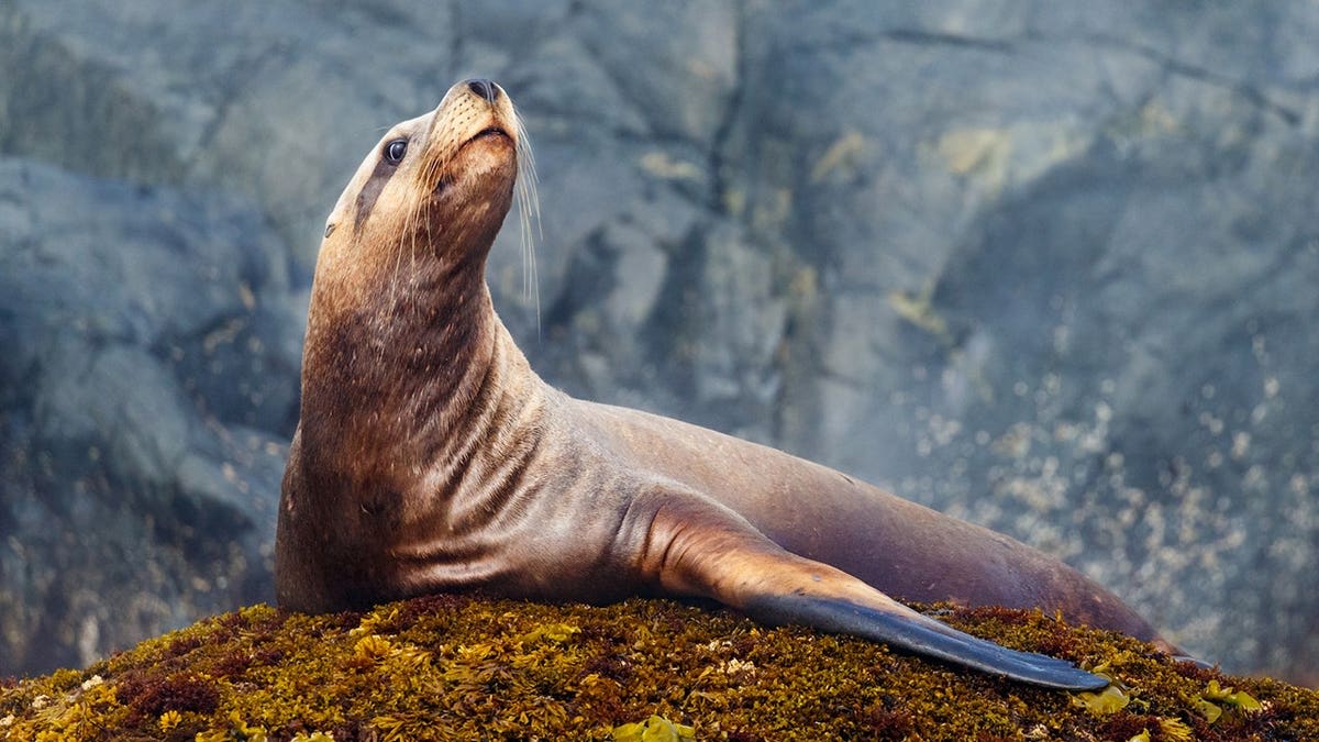 Sea Lion Outsmarts Fisherman, Steals First Tuna Catch - Image 3