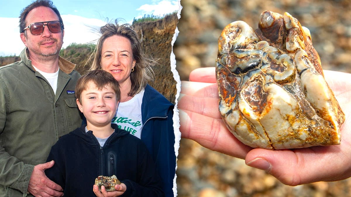 11-Year-Old Finds 1.8 Million-Year-Old Elephant Tooth - Image 4