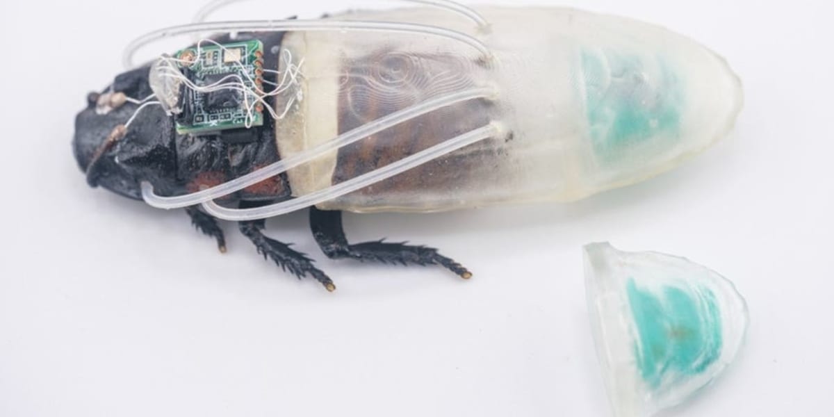 Scientists Create Scuba-Suited Cyborg Cockroaches for Rescue - Image 2