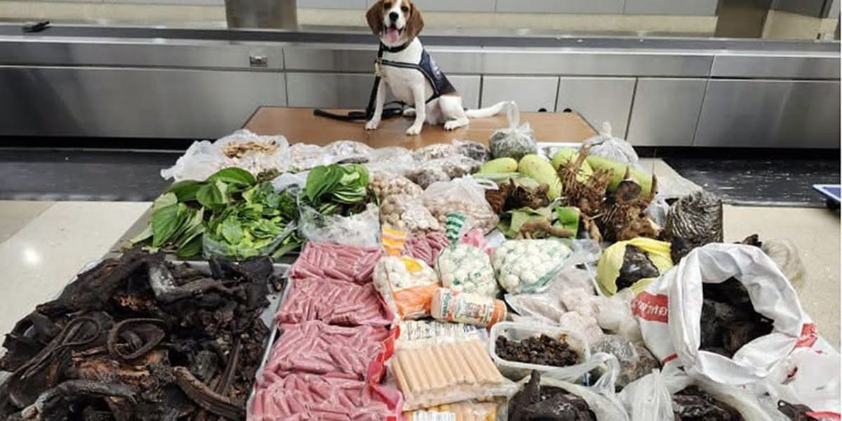 K9 Maisy Saves Ecosystem From 99 Pounds of Illegal Goods - Image 2
