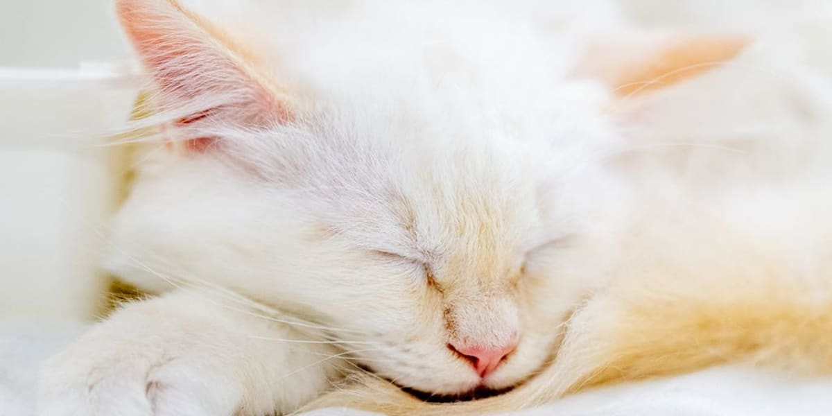 Missing Kitten Found After Highway Ride Under Car Hood - Image 2