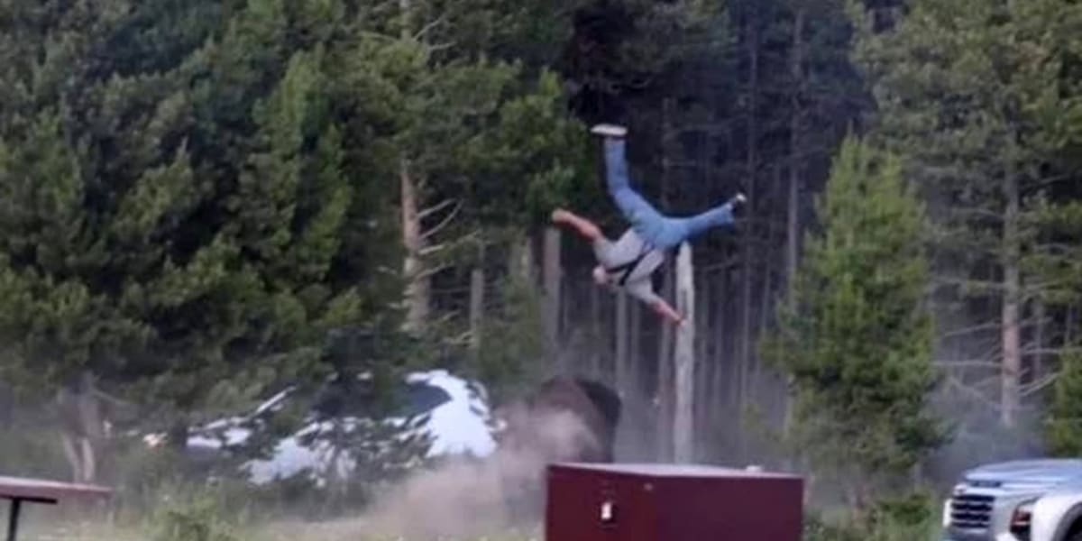 Yellowstone Bison Spared After Attacking Grandfather - Image 2