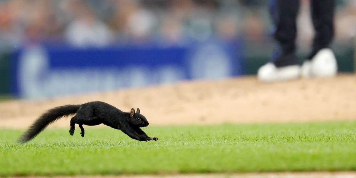 Squirrel Jumps Into Glove During Tigers-Orioles Game - Image 2