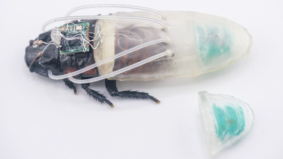 Scientists Create Scuba-Suited Cyborg Cockroaches for Rescue - Image 3