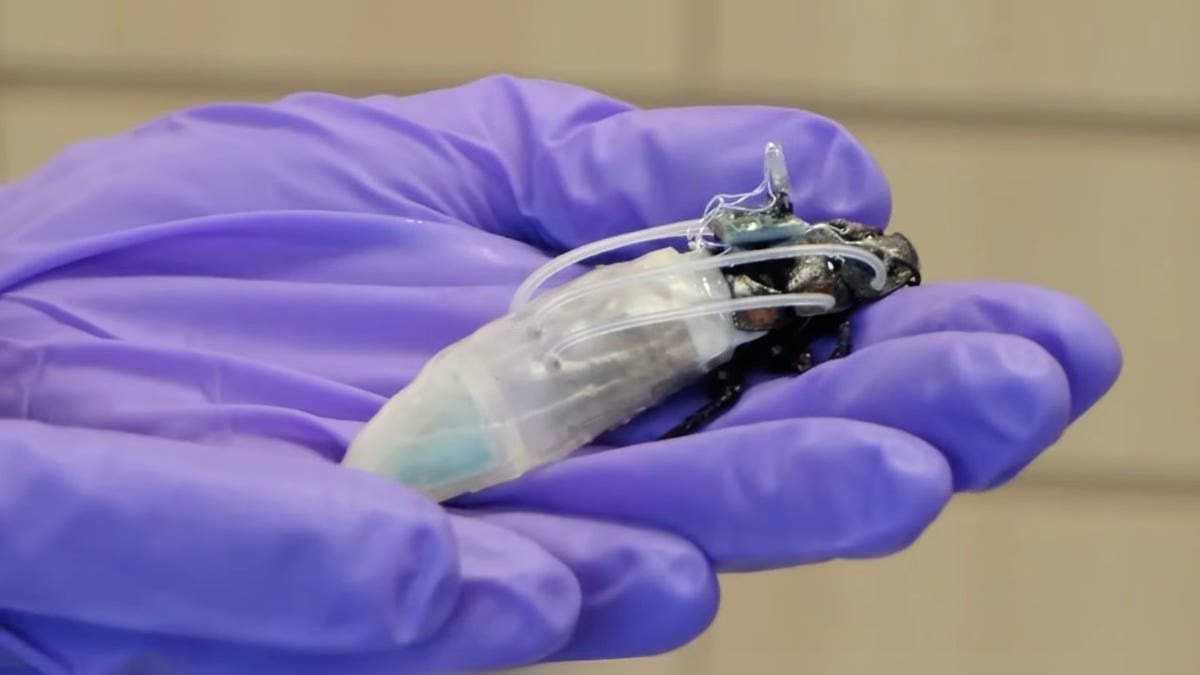 Scientists Create Scuba-Suited Cyborg Cockroaches for Rescue - Image 4