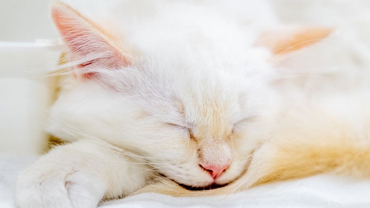 Missing Kitten Found After Highway Ride Under Car Hood - Image 4