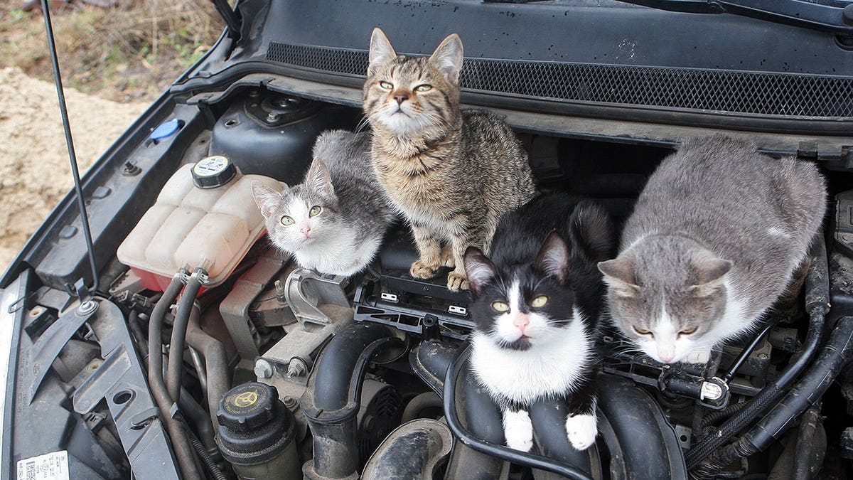 Missing Kitten Found After Highway Ride Under Car Hood - Image 5