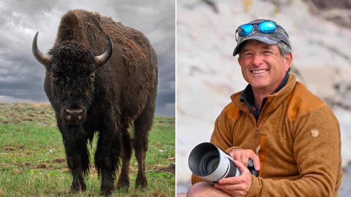 Yellowstone Bison Spared After Attacking Grandfather - Image 5