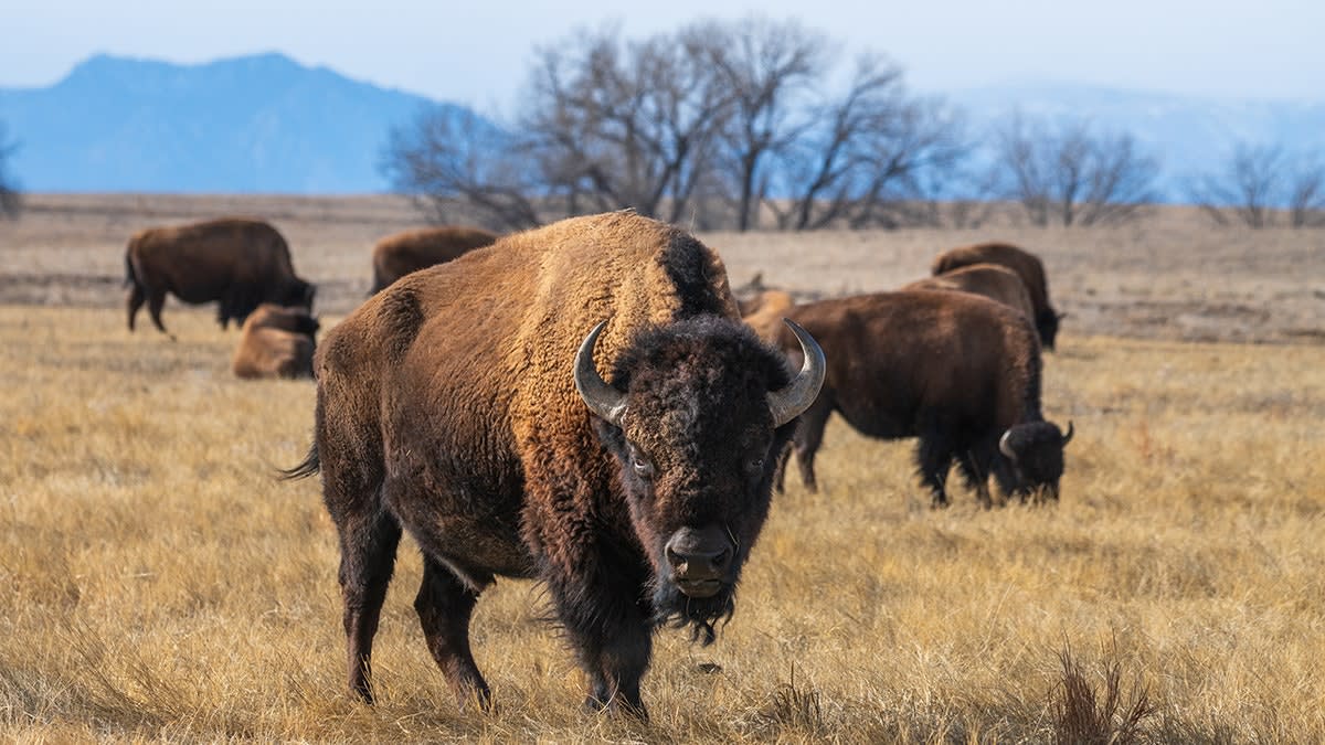 Yellowstone's Bison Rebound From 25 to 5,000 in 100 Years - Image 5