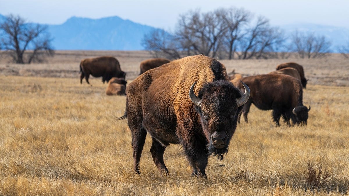 Yellowstone Bison Spared After Attacking Grandfather - Image 4