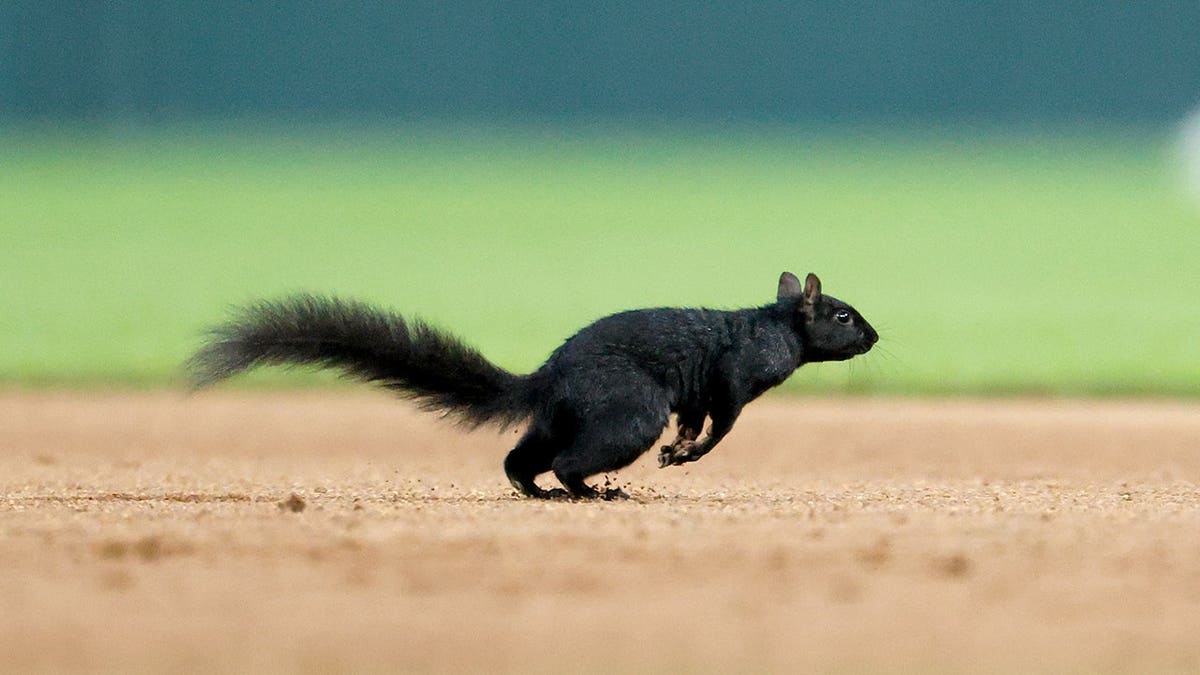 Squirrel Jumps Into Glove During Tigers-Orioles Game - Image 4
