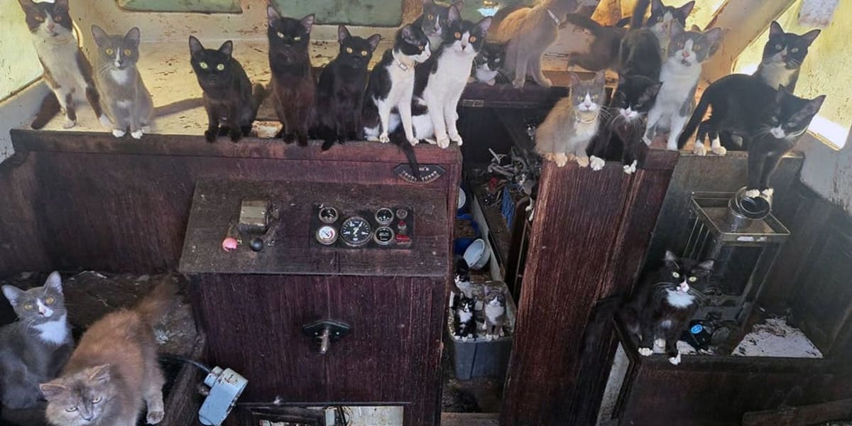 60 Cats Rescued from Abandoned Sailboat in Washington - Image 2