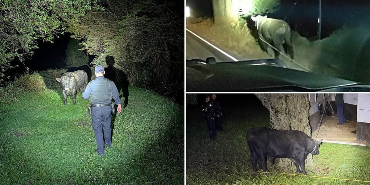Rancher Saves Highway After Midnight Bull Chase in California - Image 2