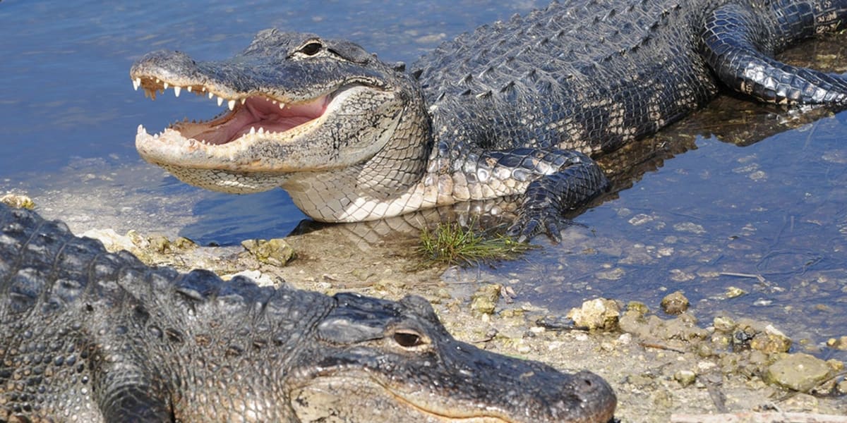 Boater Saves Florida Swimmer After Gator Attack - Image 2
