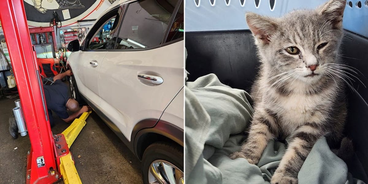 Kitten Survives 800-Mile Journey Under Car, Finds Home - Image 2