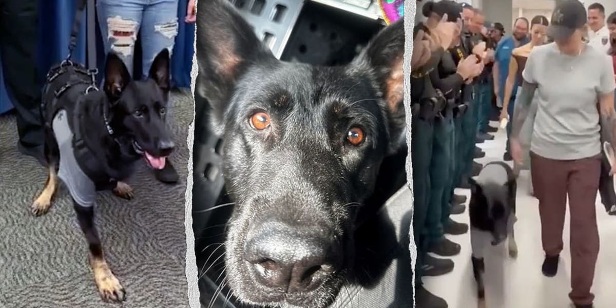 K-9 Ace Returns to Work Days After Losing Leg for Deputies - Image 2