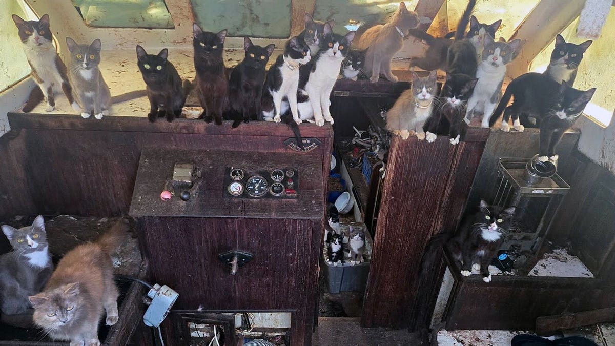 60 Cats Rescued from Abandoned Sailboat in Washington - Image 3