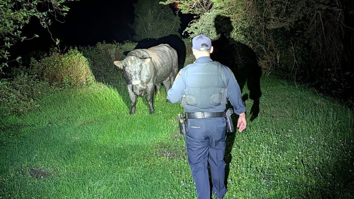 Rancher Saves Highway After Midnight Bull Chase in California - Image 3