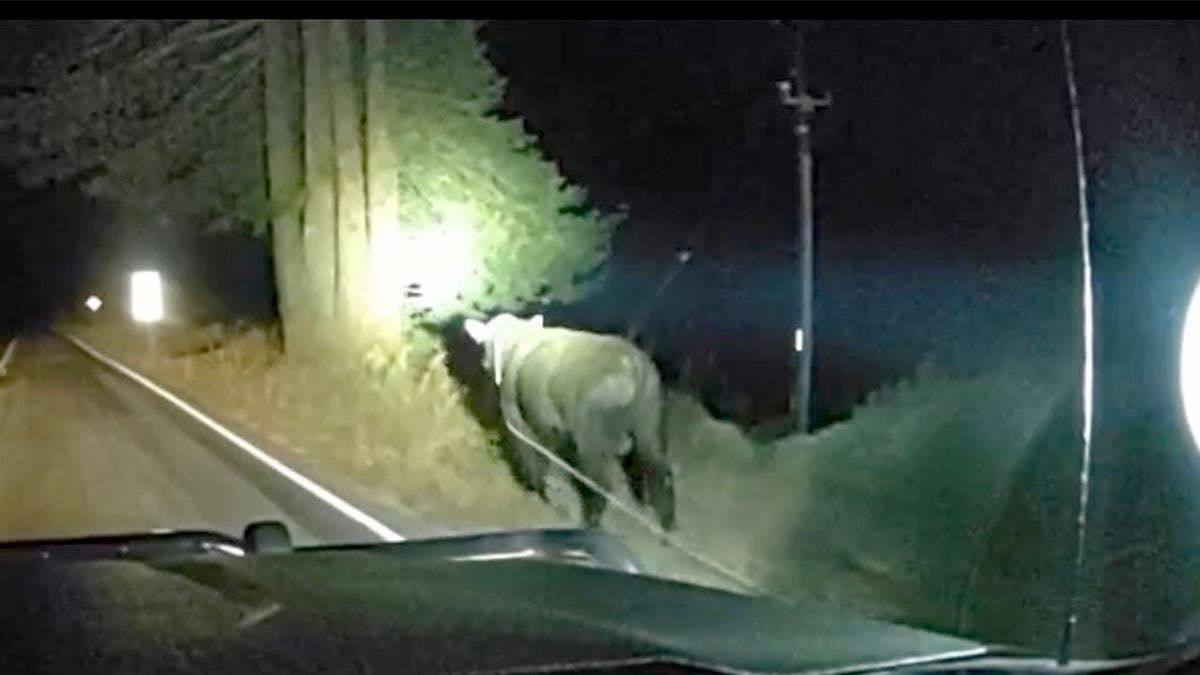 Rancher Saves Highway After Midnight Bull Chase in California - Image 5
