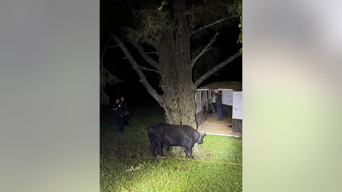 Rancher Saves Highway After Midnight Bull Chase in California - Image 4