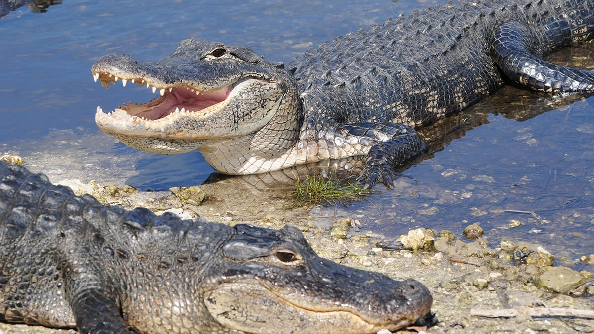 Boater Saves Florida Swimmer After Gator Attack - Image 3