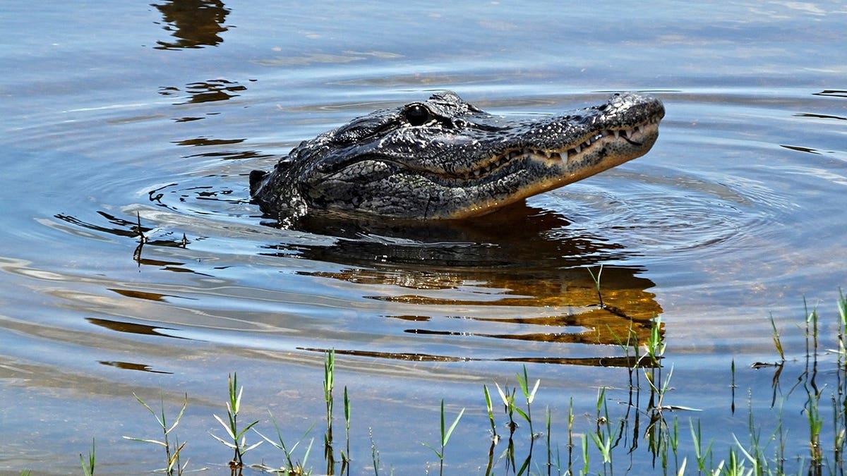 Boater Saves Florida Swimmer After Gator Attack - Image 5