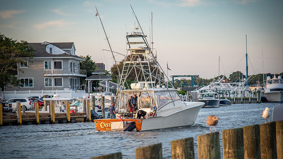 Fishermen Land 1,260-Pound Marlin Off Massachusetts Coast - Image 4