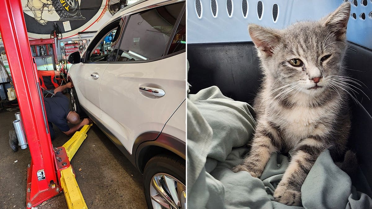 Kitten Survives 800-Mile Journey Under Car, Finds Home - Image 3