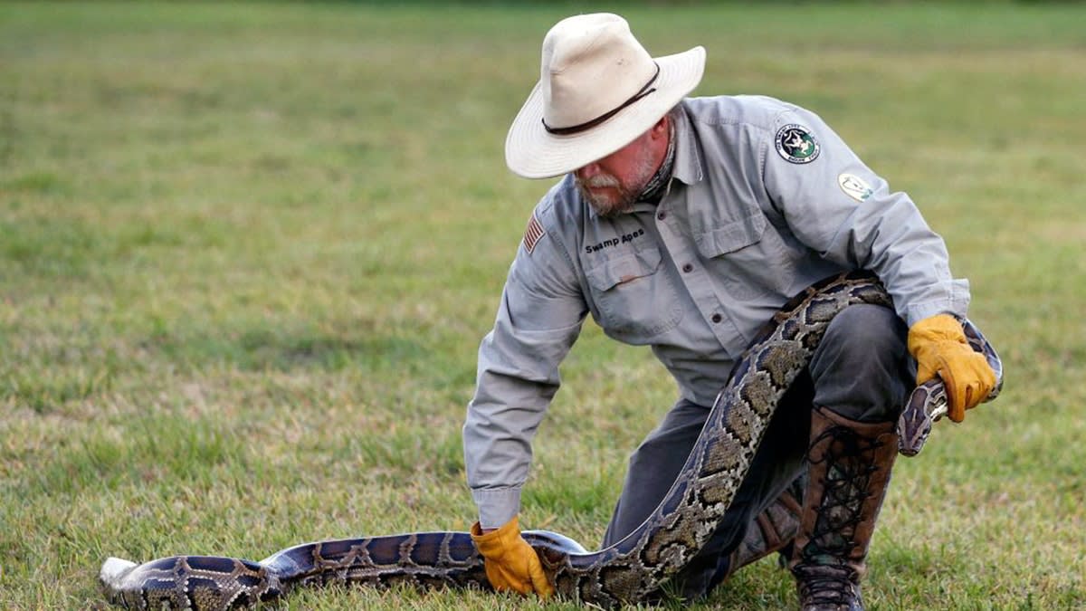Florida Hunter Captures 96 Pythons in 10 Days, Wins Challenge - Image 5