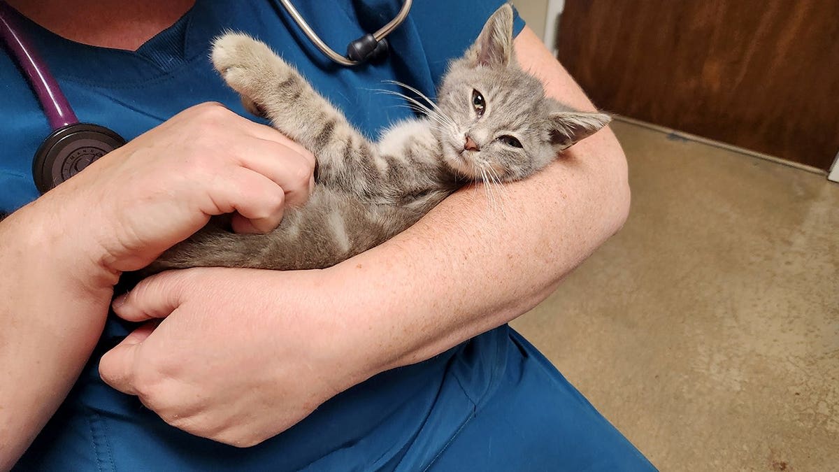 Kitten Survives 800-Mile Journey Under Car, Finds Home - Image 4