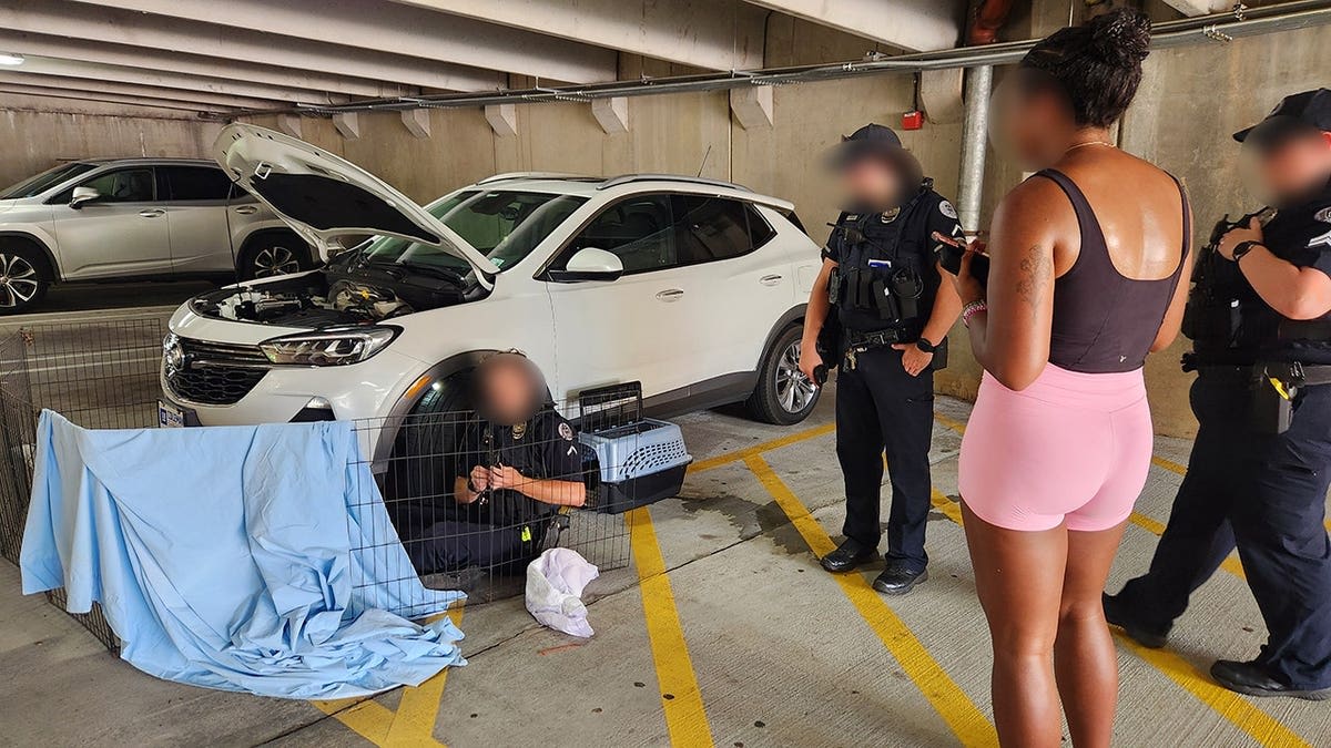 Kitten Survives 800-Mile Journey Under Car, Finds Home - Image 5