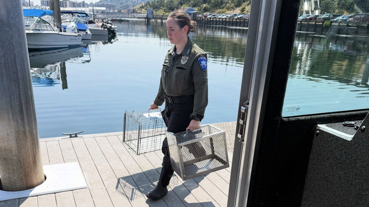 60 Cats Rescued from Abandoned Sailboat in Washington - Image 4