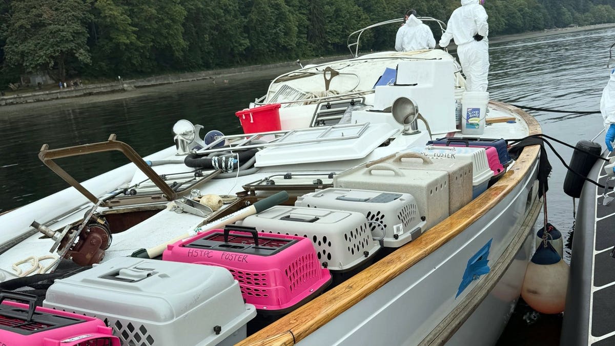 60 Cats Rescued from Abandoned Sailboat in Washington - Image 5