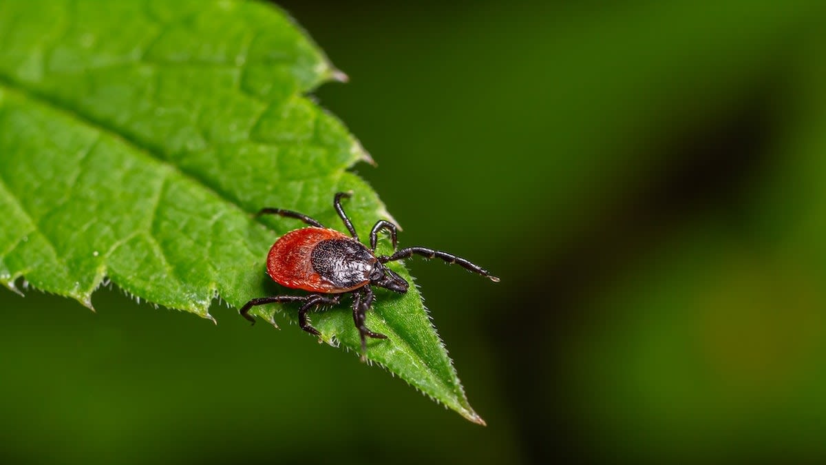 Scientists Discover New Tick Virus in 3,163 Patients - Image 5
