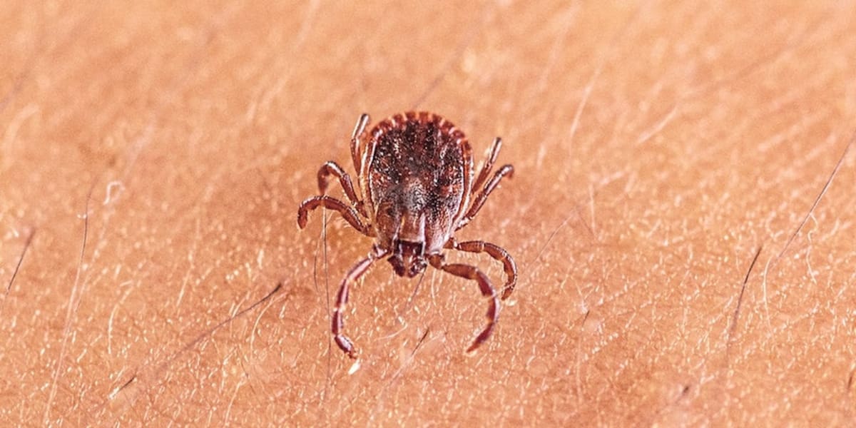 Scientists Discover New Tick Virus in 3,163 Patients - Image 2